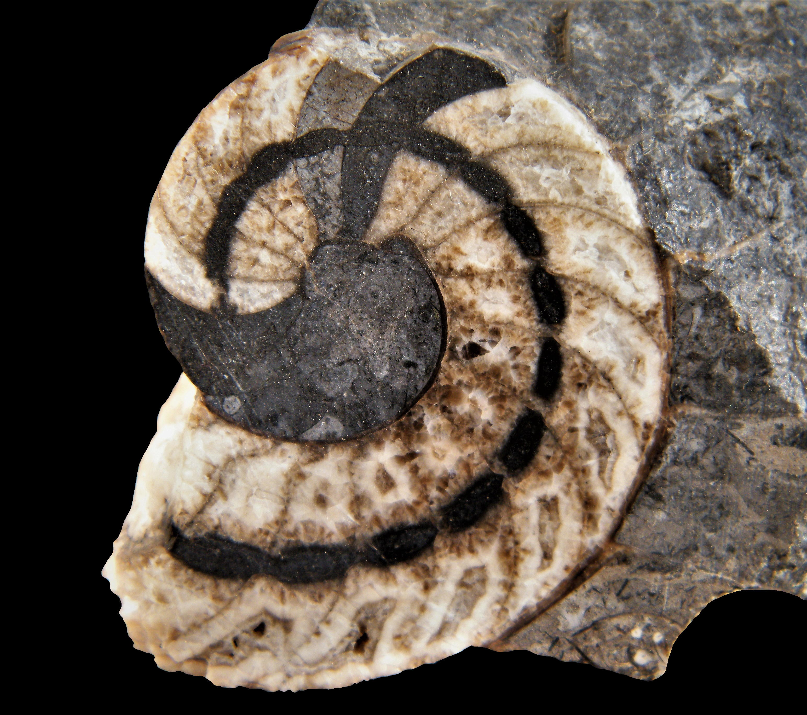 Steinkern.de - Die Fossilien-Community - Mineralienfunde bei der Fossiliensuche
